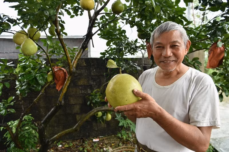 Ông Lê Hữu Diện và quả bưởi Diễn trồng theo hướng hữu cơ. Ảnh: Đinh Thanh Huyền.