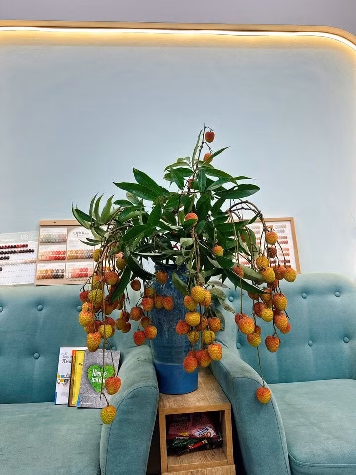 Những cành vải đỏ hồng không chỉ đẹp mắt mà còn mang theo cả hương thơm thoang thoảng, dịu nhẹ của mùa hè. Chúng như thổi một luồng sinh khí tươi mới vào không gian, xua tan đi cảm giác oi bức, ngột ngạt.