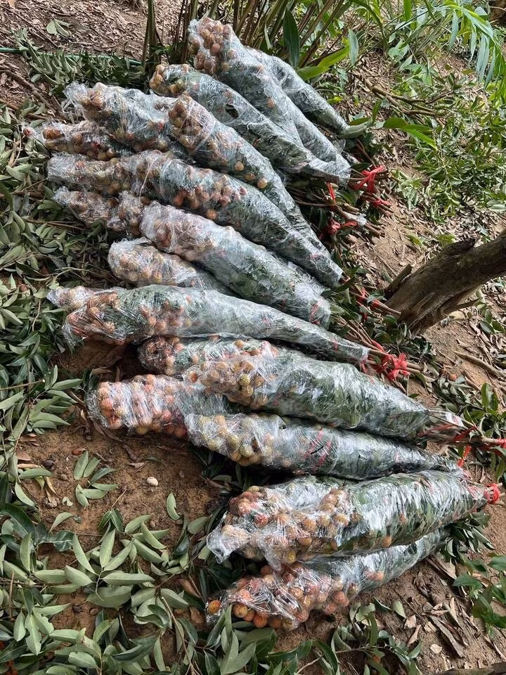 Không cần chi nhiều tiền cho hoa nhập khẩu, không cần kỳ công tạo hình bonsai, chỉ cần một chút tinh tế là đã có thể khiến căn nhà có sức sống thiên nhiên với một cành vải thiều. Trào lưu này không chỉ đơn thuần là một xu hướng trang trí, mà còn là cách để nhiều người nâng niu cái hồn của mùa hè và tôn vinh đặc sản quê hương theo cách thật đẹp, thật mới mẻ.