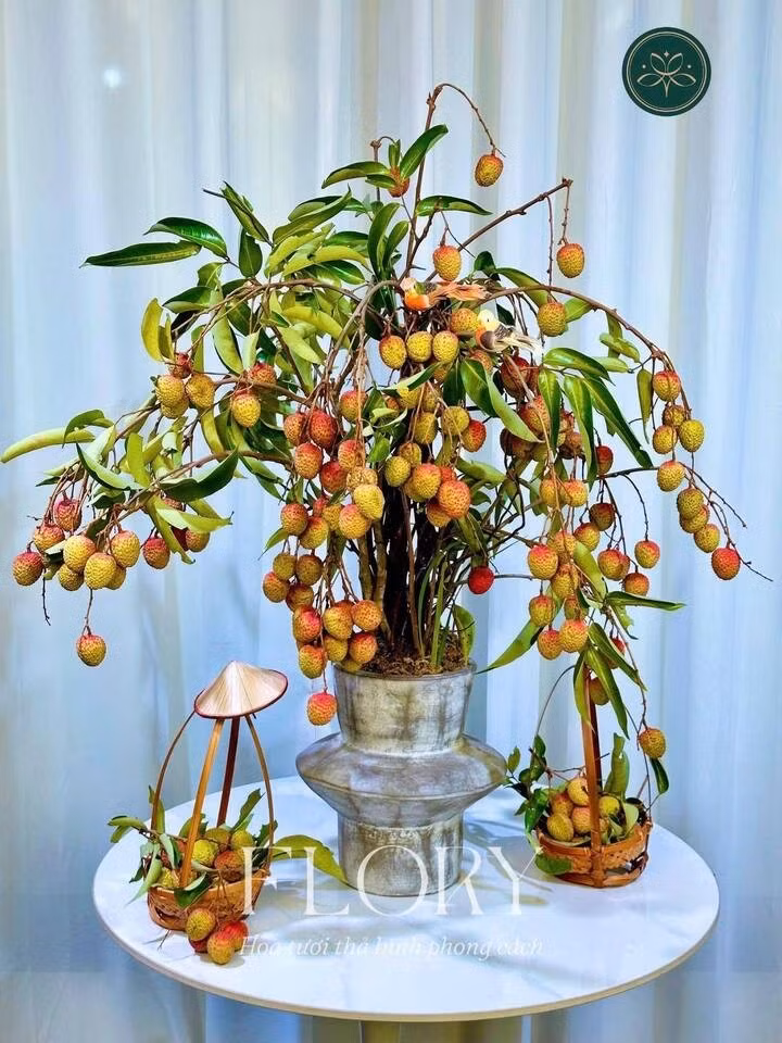 Hơn thế nữa, việc tự tay lựa chọn, cắt tỉa và cắm những cành vải còn là một trải nghiệm thú vị, giúp giải tỏa căng thẳng và khơi gợi sự sáng tạo. Sau khi thưởng thức vẻ đẹp của những cành vải, gia chủ hoàn toàn có thể hái những trái vải chín mọng để nhâm nhi, tận hưởng trọn vẹn hương vị của mùa hè.