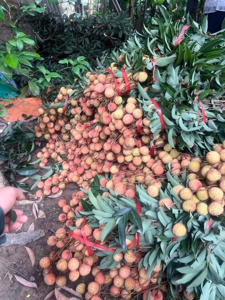 Trào lưu cành vải cắm bình khiến nhiều nhà vườn tại Bắc Giang, Hưng Yên, Hải Dương… không chỉ bán quả theo cân mà đã bắt đầu cắt cành vải lớn giữ nguyên cả quả lẫn lá tươi để bán theo nhu cầu decor. Mỗi cành vải có giá từ 150 – 300 nghìn đồng, tùy vào độ tươi, độ dày quả và kích thước. Mặt hàng mới mẻ này khá hút khách.