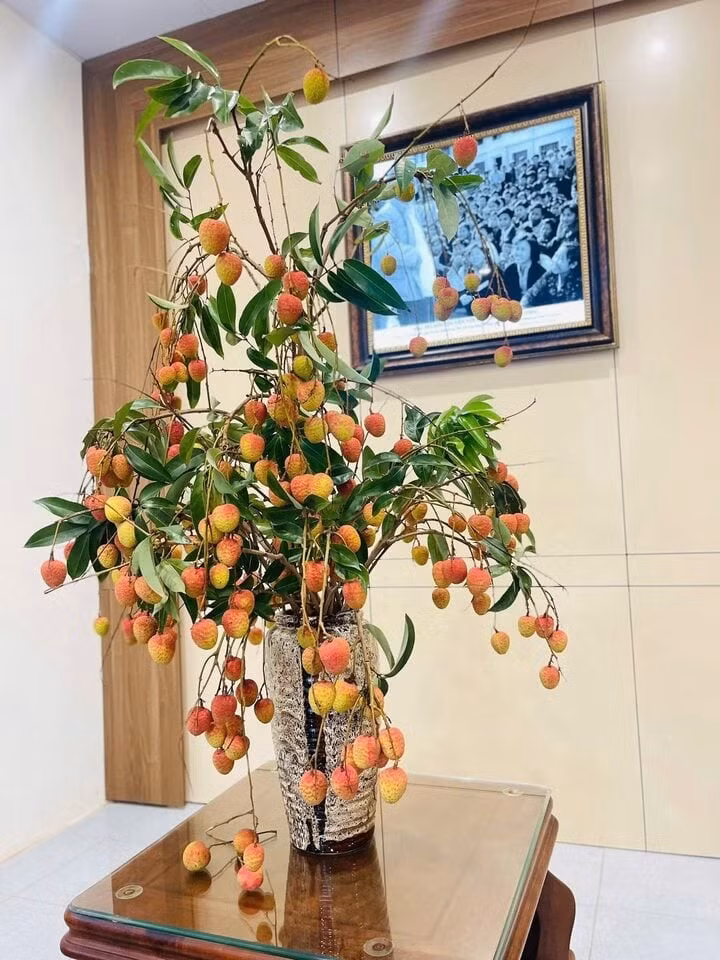 Vượt ra khỏi giá trị ẩm thực, cành vải với những chùm quả căng mọng, xen lẫn màu xanh tươi của lá đã trở thành một "nàng thơ" mới trong giới yêu hoa và thích decor nhà cửa.