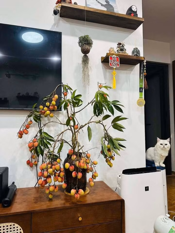 Hình ảnh những bình gốm mộc mạc hay lọ thủy tinh trong veo cắm đầy cành vải sai trĩu quả xuất hiện ngày càng nhiều trên các diễn đàn, mạng xã hội, thu hút sự quan tâm và hưởng ứng của đông đảo mọi người.