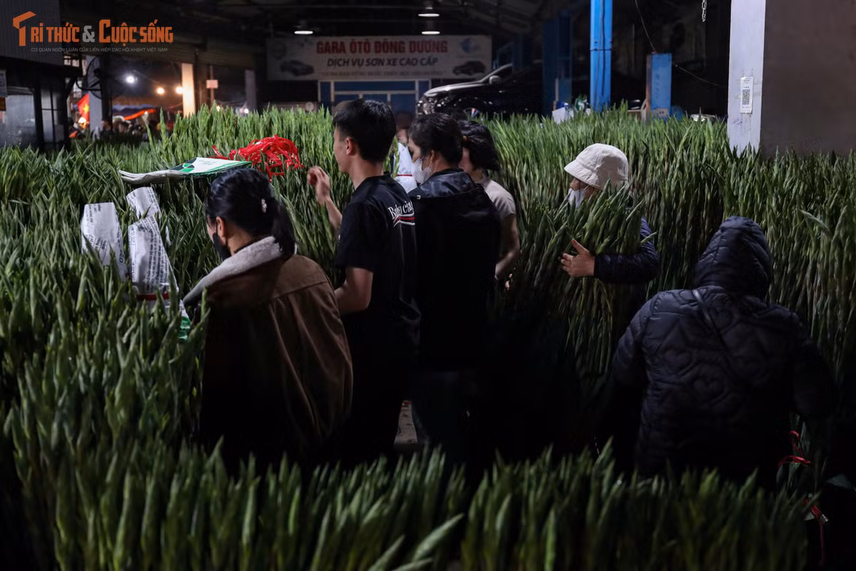 Nhiều tiểu thương cũng dự báo, trong những ngày cuối cùng trước Tết Nguyên đán, giá hoa có thể tăng gấp ba, thậm chí cao hơn so với ngày thường. Dù vậy, chợ hoa Quảng An vẫn là điểm đến quen thuộc bởi nguồn hàng phong phú, đa dạng và liên tục được bổ sung trong đêm.