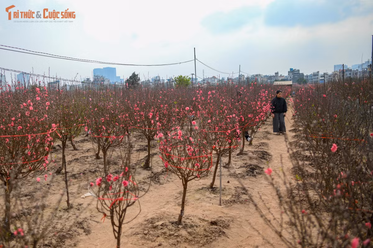 Nhiều người chọn đến Nhật Tân vào buổi chiều muộn, khi ánh nắng cuối ngày phủ nhẹ lên cánh đào, tạo nên khung cảnh rất nên thơ. Trẻ nhỏ chạy nhảy giữa vườn, người lớn thong thả chụp ảnh, còn những người cao tuổi thì lặng lẽ ngắm hoa, như ngắm lại một mùa xuân đã đi qua trong ký ức.