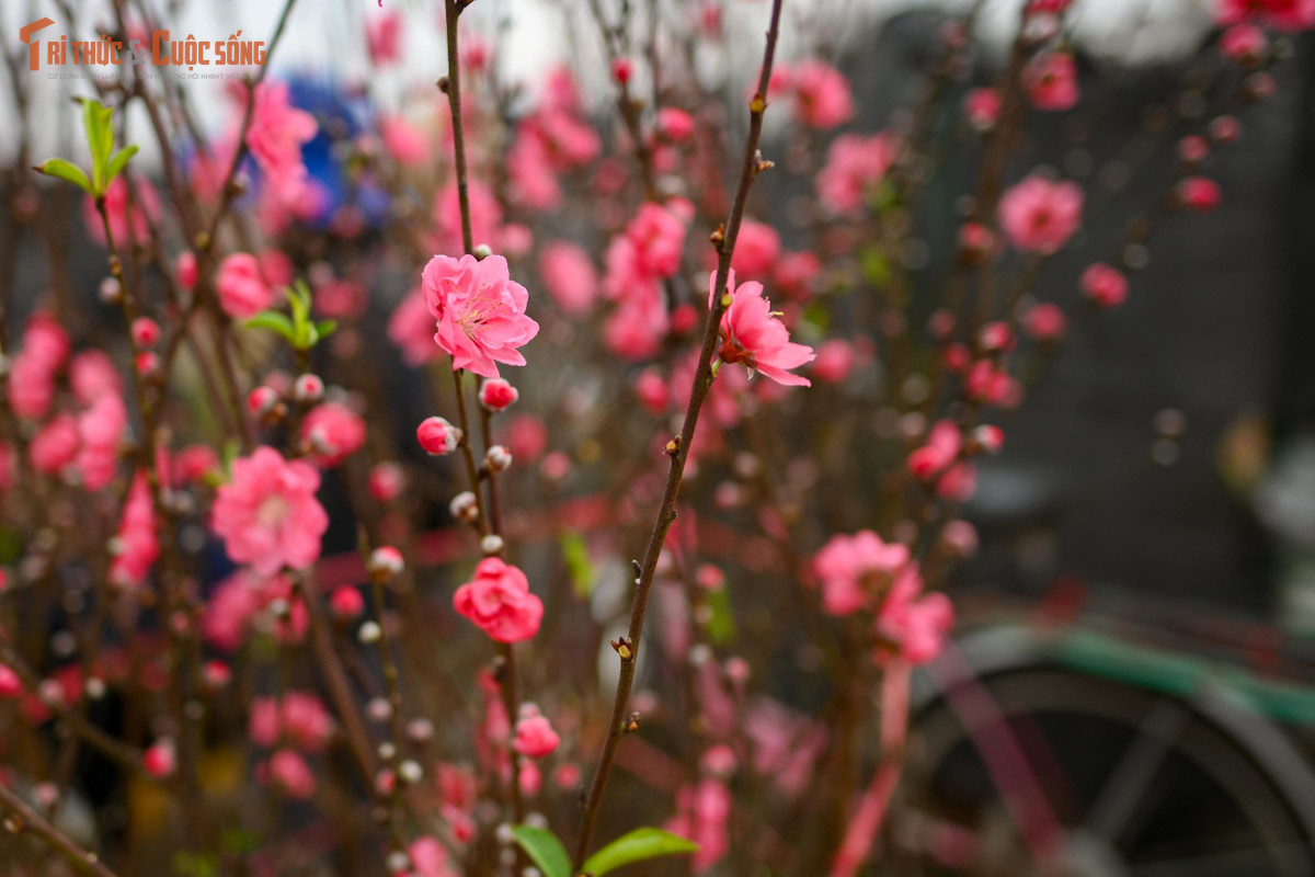 Với người Hà Nội, đào Nhật Tân không chỉ là một loài hoa trang trí ngày Tết, mà còn là biểu tượng của mùa xuân đất Bắc. Từ bao đời nay, cứ mỗi độ Tết đến, sắc đào lại trở thành dấu hiệu quen thuộc báo xuân về. Bởi thế, lang thang giữa vườn đào ngày cuối năm cũng là cách để người ta tìm về ký ức Tết xưa – khi Tết là những ngày thong thả, yên bình.
