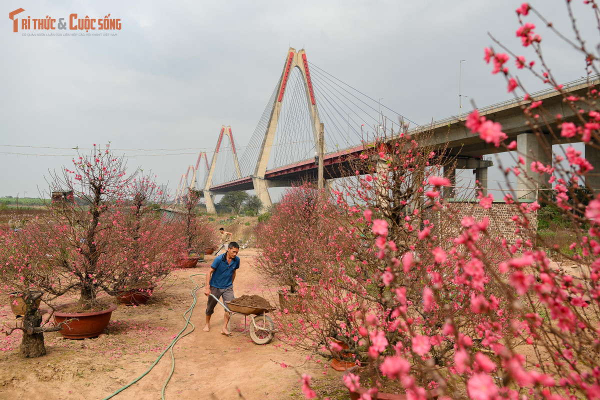 Ngày cuối năm, khi phố xá bắt đầu thưa người, nhiều gia đình chọn cách rời xa những con đường đông đúc để tìm đến Nhật Tân – làng đào nổi tiếng ven sông Hồng. Không cần mua sắm vội vàng, chỉ cần một buổi chiều thong thả, lang thang tản bộ giữa những vườn đào cũng đủ để cảm nhận trọn vẹn không khí Tết đang đến rất gần.