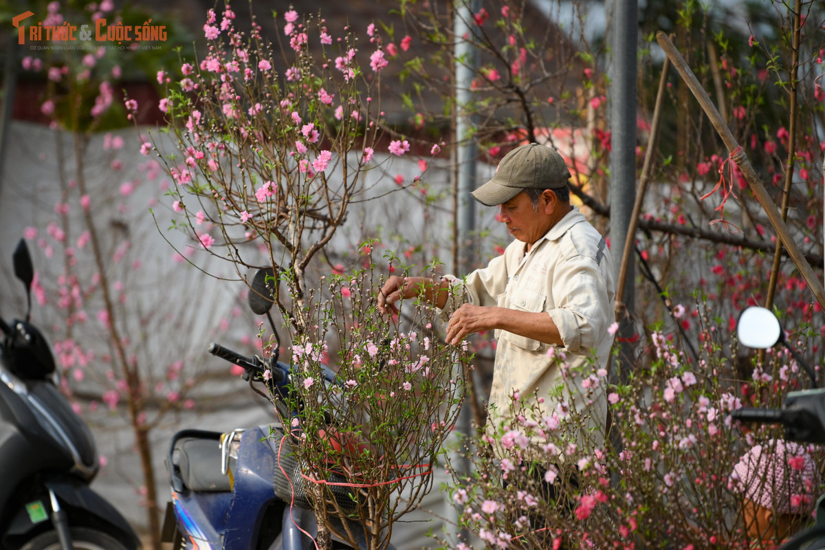 Giữa sắc hồng dịu nhẹ, người ta chợt nhận ra rằng, Tết không chỉ là mâm cỗ đủ đầy hay những món quà đắt tiền, mà đôi khi chỉ là khoảnh khắc được chậm lại, hít thở hương xuân và mỉm cười trước vẻ đẹp rất đỗi quen thuộc của đất trời Hà Nội.