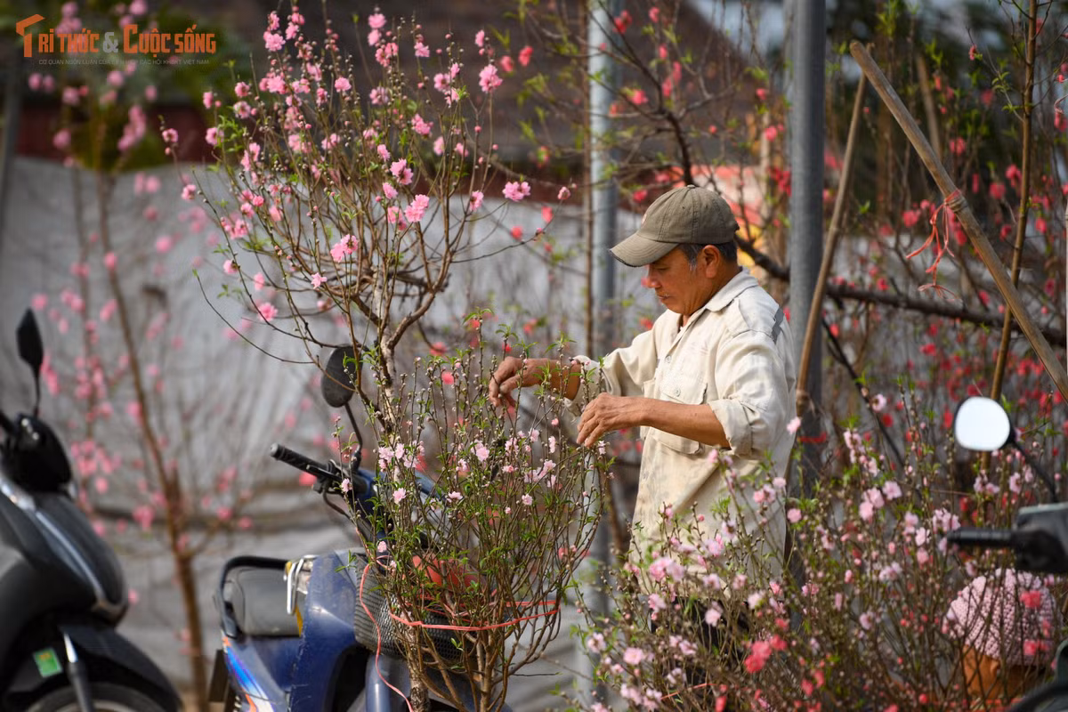 Giữa sắc hồng dịu nhẹ, người ta chợt nhận ra rằng, Tết không chỉ là mâm cỗ đủ đầy hay những món quà đắt tiền, mà đôi khi chỉ là khoảnh khắc được chậm lại, hít thở hương xuân và mỉm cười trước vẻ đẹp rất đỗi quen thuộc của đất trời Hà Nội.