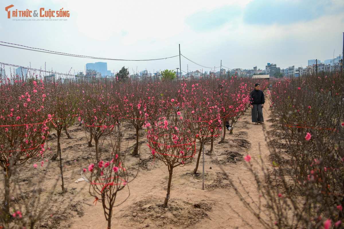 Nhiều người chọn đến Nhật Tân vào buổi chiều muộn, khi ánh nắng cuối ngày phủ nhẹ lên cánh đào, tạo nên khung cảnh rất nên thơ. Trẻ nhỏ chạy nhảy giữa vườn, người lớn thong thả chụp ảnh, còn những người cao tuổi thì lặng lẽ ngắm hoa, như ngắm lại một mùa xuân đã đi qua trong ký ức.