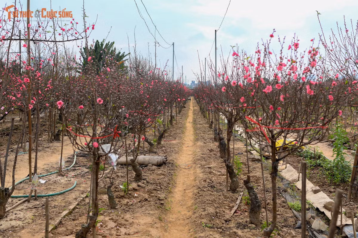 Nhật Tân những ngày này không ồn ào như dịp cận giao thừa, nhưng lại mang vẻ đẹp rất riêng. Những cành đào nở sớm khoe sắc hồng phai, xen lẫn những nụ chúm chím còn e ấp chờ xuân. Trên các lối nhỏ giữa vườn, người trồng đào tỉ mỉ chăm sóc từng gốc cây, uốn cành, tỉa nụ, chuẩn bị cho mùa hoa đẹp nhất trong năm.