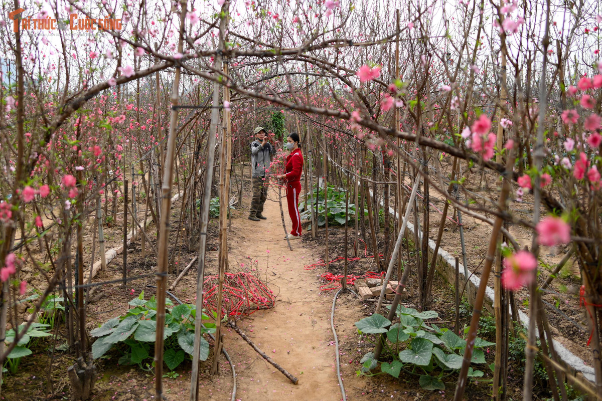 Tản bộ giữa những vườn đào, nhìn ra xa là dòng sông Hồng lặng lẽ, phía gần là sắc hồng dịu dàng của hoa, người ta dễ cảm nhận được sự giao thoa giữa thiên nhiên và nhịp sống đô thị.