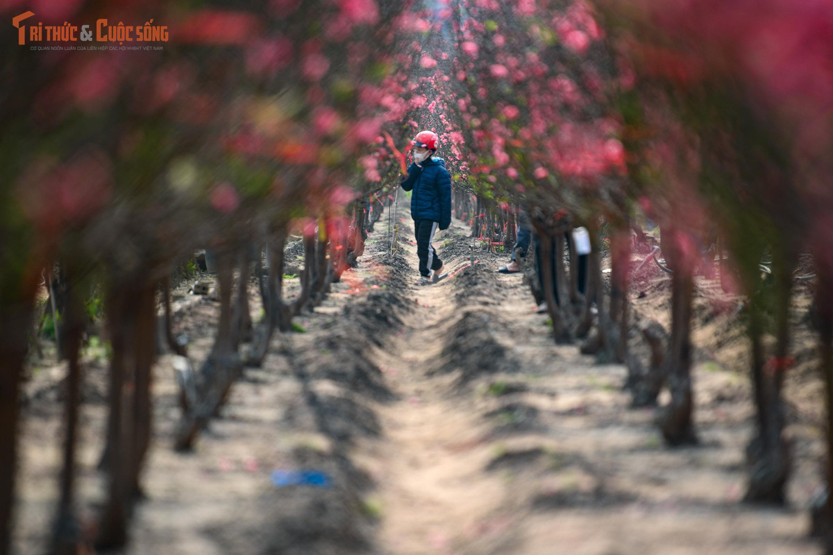 Ngày cuối năm, không cần đi đâu xa, chỉ cần một vòng tản bộ ở vườn đào Nhật Tân cũng đủ để cảm nhận Tết đang gõ cửa từng nhà.