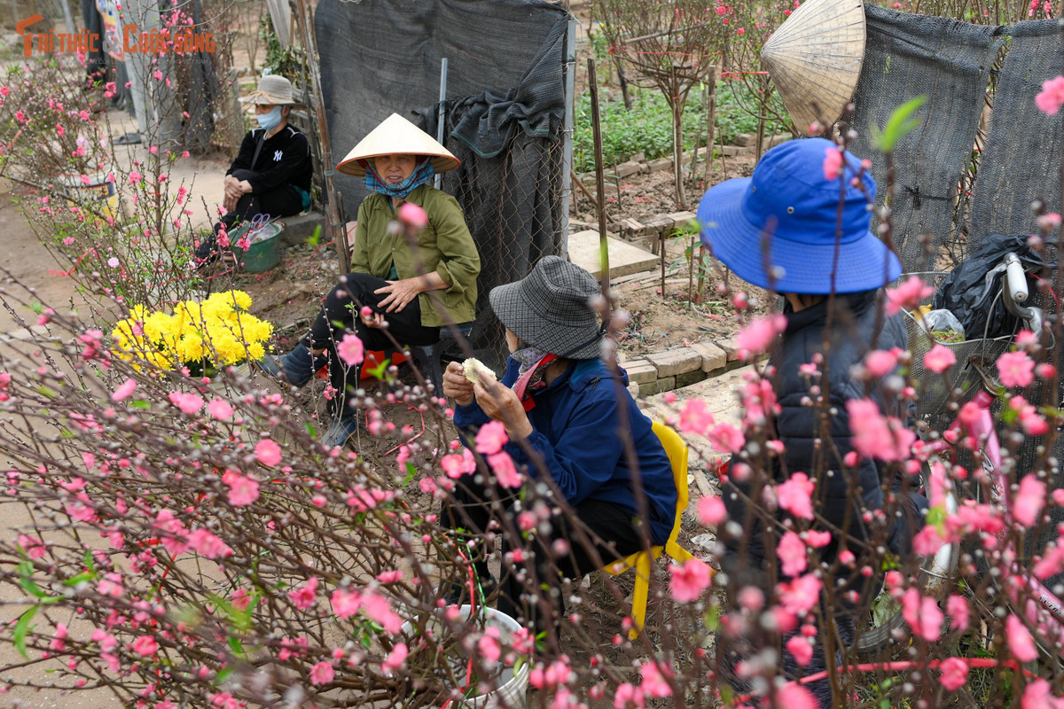 Đi dạo giữa vườn đào, dễ bắt gặp hình ảnh các bạn trẻ, gia đình nhỏ hay những cặp đôi tranh thủ ghi lại khoảnh khắc cuối năm. Không cần phông nền cầu kỳ, chỉ cần đứng giữa những hàng đào thẳng tắp, sắc xuân đã tự nhiên lan tỏa. Nhiều người chia sẻ, đến Nhật Tân ngày cuối năm không hẳn để mua đào, mà để “hít hà” mùi Tết, để lòng mình chậm lại sau một năm bận rộn.