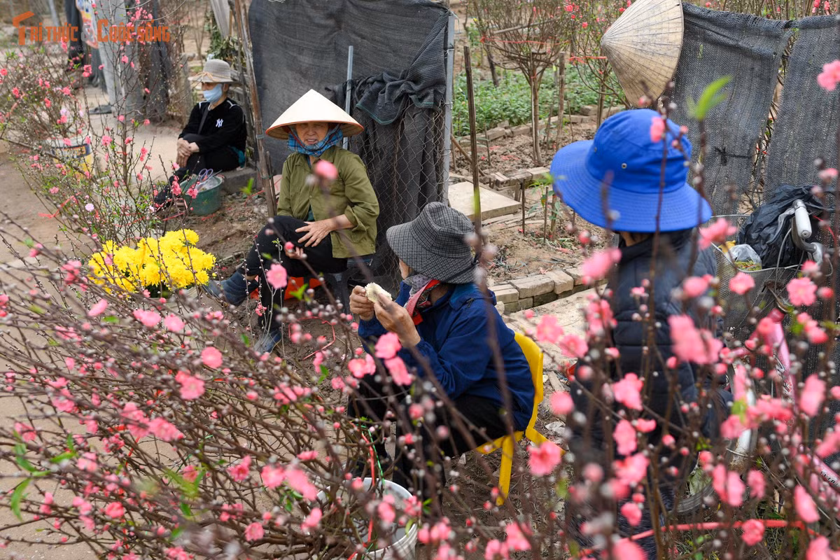 Đi dạo giữa vườn đào, dễ bắt gặp hình ảnh các bạn trẻ, gia đình nhỏ hay những cặp đôi tranh thủ ghi lại khoảnh khắc cuối năm. Không cần phông nền cầu kỳ, chỉ cần đứng giữa những hàng đào thẳng tắp, sắc xuân đã tự nhiên lan tỏa. Nhiều người chia sẻ, đến Nhật Tân ngày cuối năm không hẳn để mua đào, mà để “hít hà” mùi Tết, để lòng mình chậm lại sau một năm bận rộn.