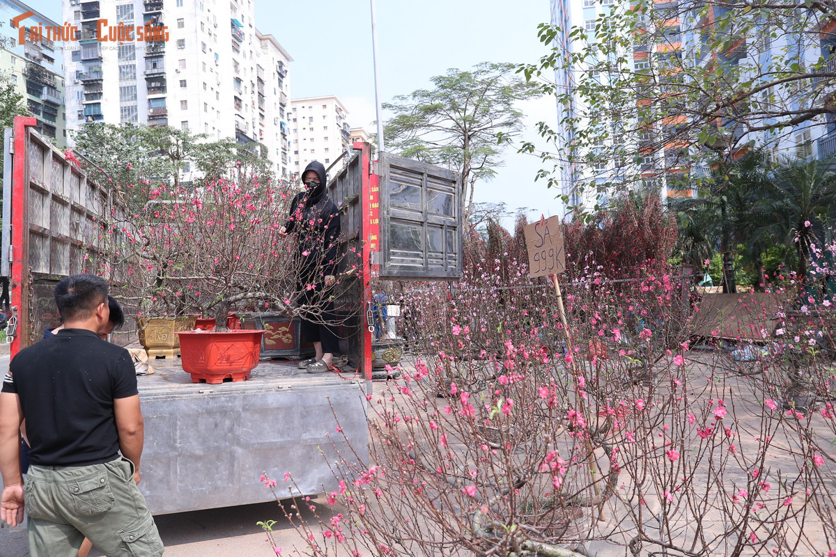 Theo ông T, đào là sản phẩm gắn với Tết cổ truyền, việc phải chặt bỏ hàng loạt vì không bán được khiến ai nhìn cũng thấy tiếc nuối.