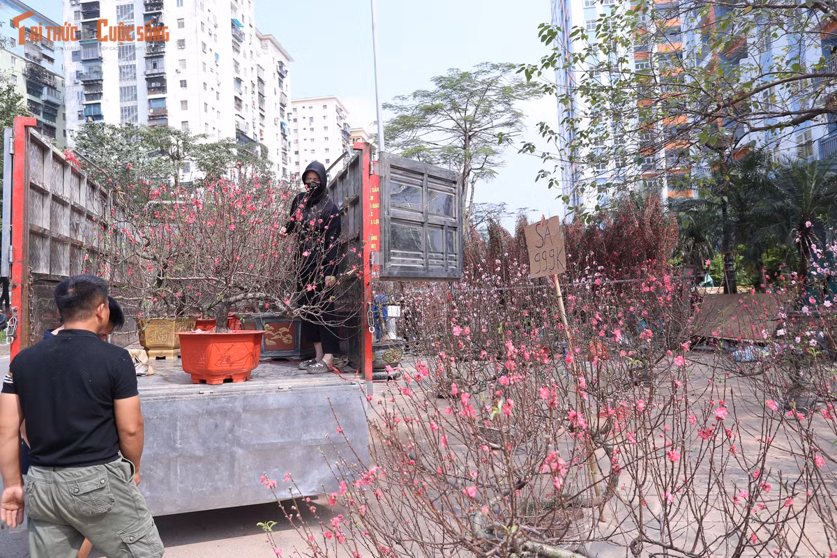 Theo ông T, đào là sản phẩm gắn với Tết cổ truyền, việc phải chặt bỏ hàng loạt vì không bán được khiến ai nhìn cũng thấy tiếc nuối.