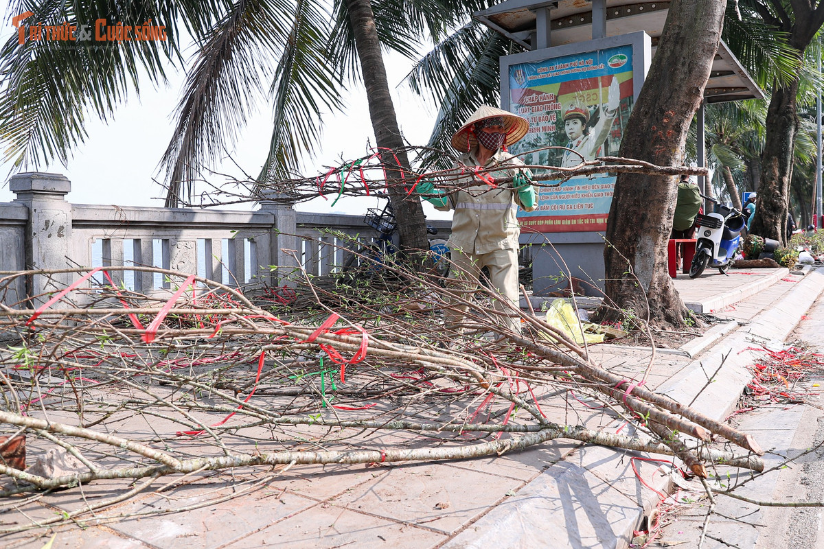 Ngày 16/2 (tức 29 tháng Chạp), tại nhiều điểm buôn bán đào, quất cảnh trên địa bàn Hà Nội, hàng trăm cành đào bị chặt bỏ, nằm ngổn ngang ven đường. Sức mua chậm, thời tiết khiến đào nở sớm cùng áp lực chi phí đã đẩy nhiều tiểu thương vào cảnh thua lỗ, để lại những hình ảnh khiến người qua đường không khỏi chạnh lòng.