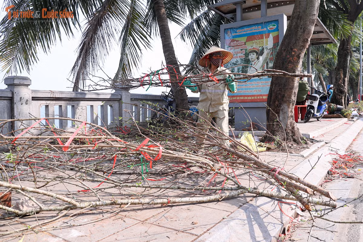 Ngày 16/2 (tức 29 tháng Chạp), tại nhiều điểm buôn bán đào, quất cảnh trên địa bàn Hà Nội, hàng trăm cành đào bị chặt bỏ, nằm ngổn ngang ven đường. Sức mua chậm, thời tiết khiến đào nở sớm cùng áp lực chi phí đã đẩy nhiều tiểu thương vào cảnh thua lỗ, để lại những hình ảnh khiến người qua đường không khỏi chạnh lòng.