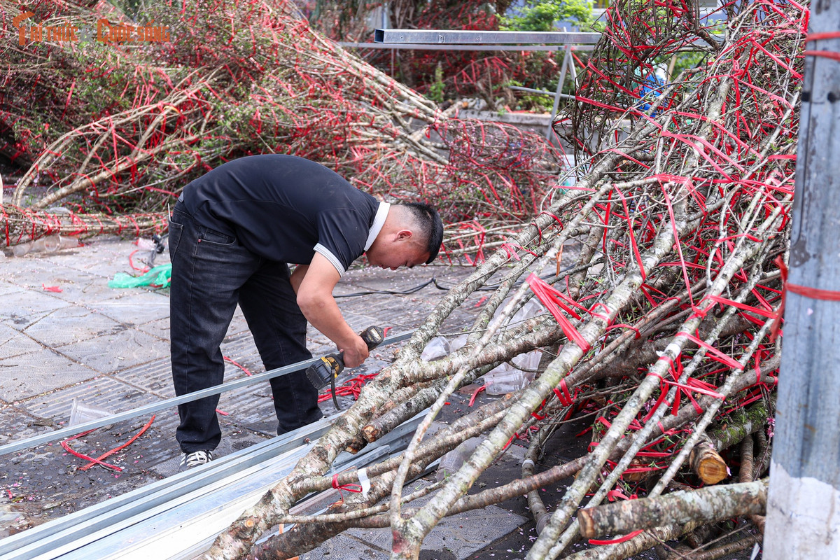 Khi Tết đã cận kề, những cành đào bị chặt bỏ nằm ngổn ngang ven đường trở thành hình ảnh buồn, phản ánh phần nào những biến động của thị trường Tết năm nay.