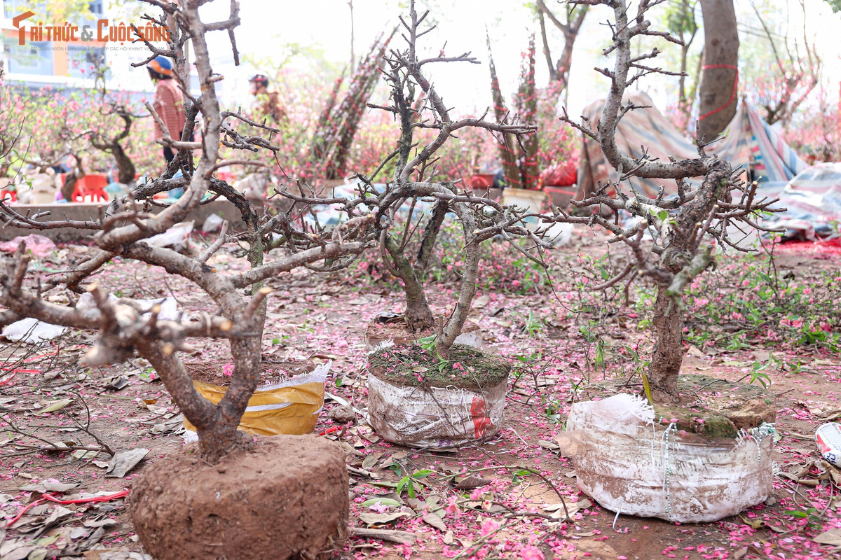 Lý giải nguyên nhân ế ẩm, nhiều tiểu thương cho rằng thời tiết năm nay là yếu tố tác động lớn. Nắng ấm kéo dài khiến đào nở sớm, hoa tàn nhanh, không đúng “độ” chơi Tết mà người mua mong muốn. Khi bước vào những ngày cao điểm, nhiều cành đã bung nở quá mức, kém hấp dẫn, khó bán.