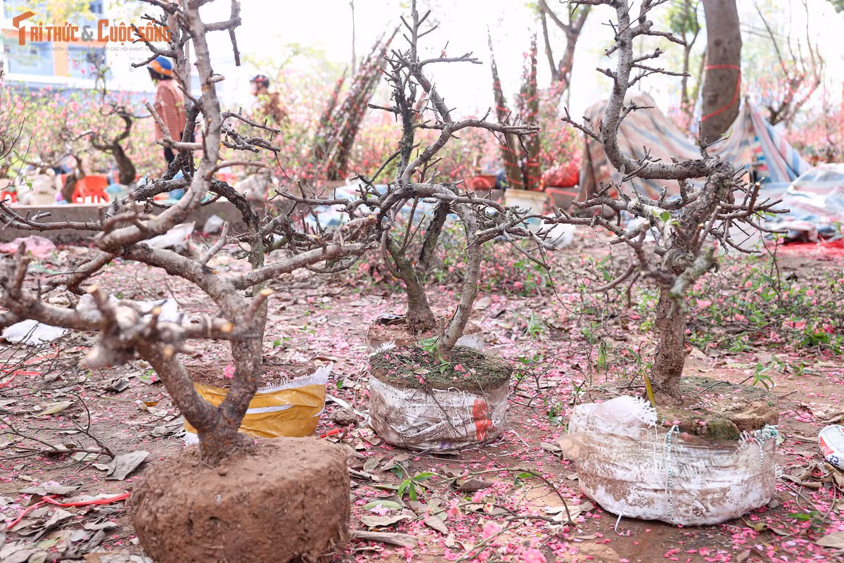 Lý giải nguyên nhân ế ẩm, nhiều tiểu thương cho rằng thời tiết năm nay là yếu tố tác động lớn. Nắng ấm kéo dài khiến đào nở sớm, hoa tàn nhanh, không đúng “độ” chơi Tết mà người mua mong muốn. Khi bước vào những ngày cao điểm, nhiều cành đã bung nở quá mức, kém hấp dẫn, khó bán.