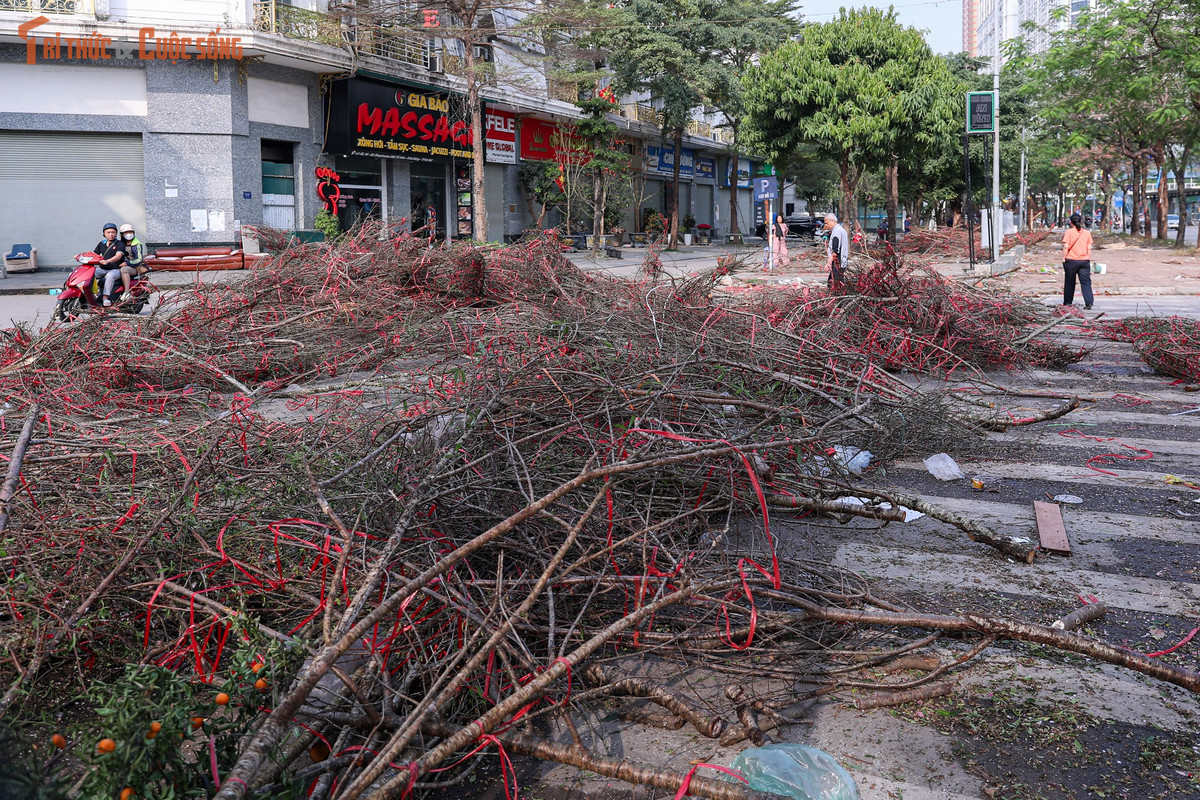 Ghi nhận trong ngày 29 tháng Chạp, dọc các tuyến đường vốn là “điểm nóng” buôn bán đào, quất cảnh, nhiều cành đào đã bị cưa sát gốc, một số cành bị bẻ gãy, vứt lẫn lộn với dây buộc, bao tải. Những gốc đào trơ trụi, cành hoa còn phai sắc nằm la liệt tạo nên khung cảnh đối lập với không khí rộn ràng thường thấy mỗi dịp Tết đến.