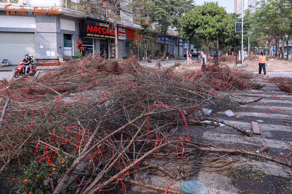 Ghi nhận trong ngày 29 tháng Chạp, dọc các tuyến đường vốn là “điểm nóng” buôn bán đào, quất cảnh, nhiều cành đào đã bị cưa sát gốc, một số cành bị bẻ gãy, vứt lẫn lộn với dây buộc, bao tải. Những gốc đào trơ trụi, cành hoa còn phai sắc nằm la liệt tạo nên khung cảnh đối lập với không khí rộn ràng thường thấy mỗi dịp Tết đến.