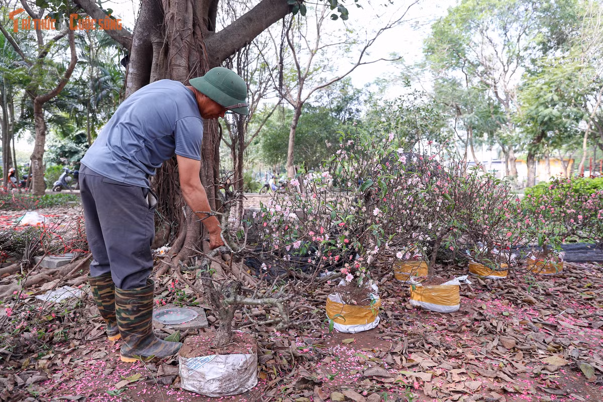 “Chúng tôi cố gắng bán nốt đến phút chót nhưng càng về cuối, người mua càng ít. Đào đã nở rộ, qua Tết là không còn giá trị nên buộc phải chặt bỏ để trả mặt bằng”, một tiểu thương buôn đào lâu năm cho biết. Theo người này, chi phí vận chuyển, thuê chỗ bán, ăn ở trong suốt gần một tháng khiến việc mang đào về vườn là điều không khả thi.