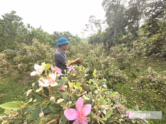 Anh Bình dự kiến mở rộng diện tích lên 2–3ha, nâng tổng số cây lên khoảng 10.000 gốc