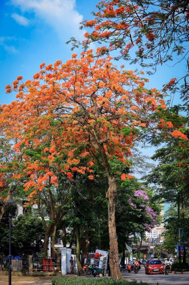 Nếu như bằng lăng mang đến sắc tím lãng mạn cho phố phường Hà Nội, hoa phượng lại "thắp lửa" rạng rỡ bằng những chùm hoa đỏ rực dưới nắng hè.