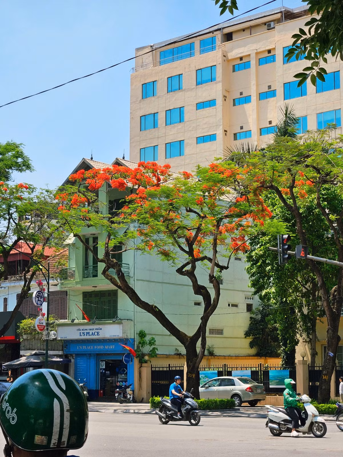 Những cây phượng cao vút trên phố Lý Thường Kiệt.