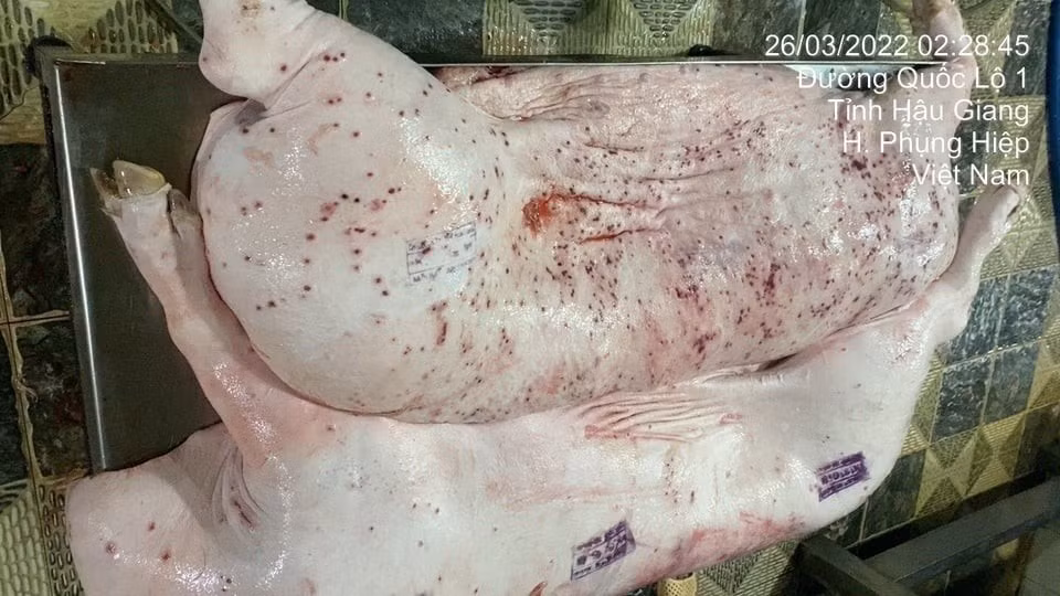 Tài khoản mạng xã hội có tên "Jonny Lieu" tố cáo C.P. Việt Nam hàng ngày thường xuyên trà trộn thịt heo bệnh để đưa về cửa hàng Fresh Shop Mỹ Xuyên (Sóc Trăng) tiêu thụ. Ảnh: FB Jonny Lieu.