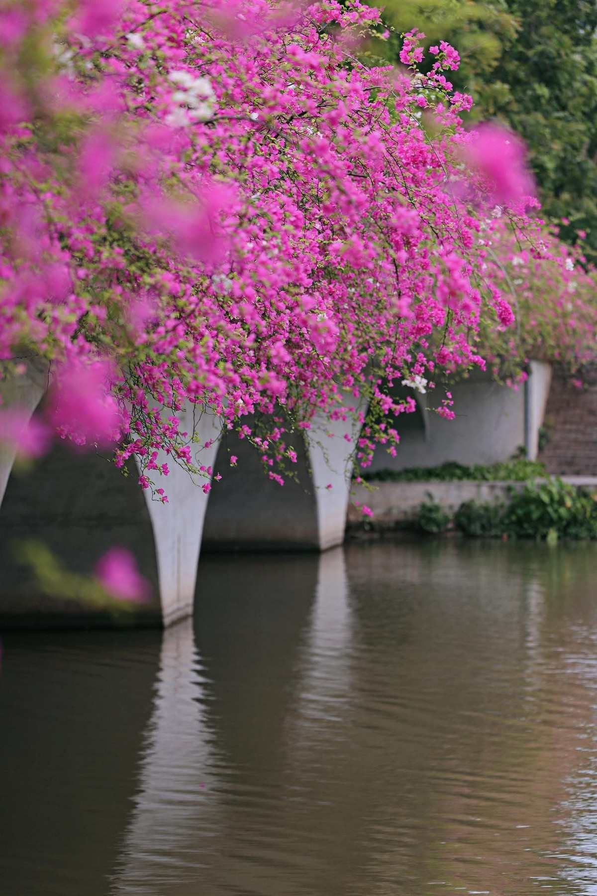 Dù là đứng cạnh lan can, đi bộ trên cầu, hay chụp từ phía bờ hồ, bạn đều có thể có được những bức ảnh “nghìn like”. Ảnh: Nguyễn Kim Anh Anh