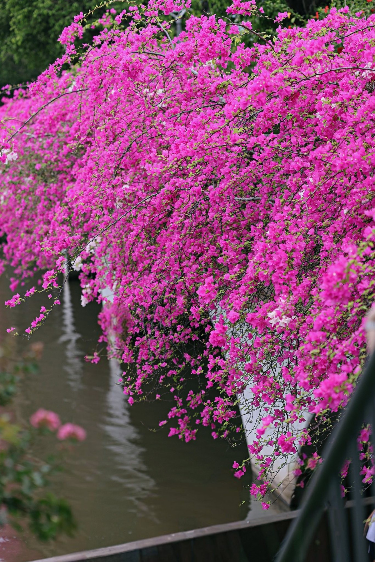 Đặc biệt, vào thời điểm bình minh hoặc hoàng hôn, khi ánh nắng nhẹ nhàng len qua tán lá và chiếu xuống những cánh hoa, khung cảnh trở nên lung linh và huyền ảo hơn bao giờ hết. Ảnh: Nguyễn Kim Anh Anh