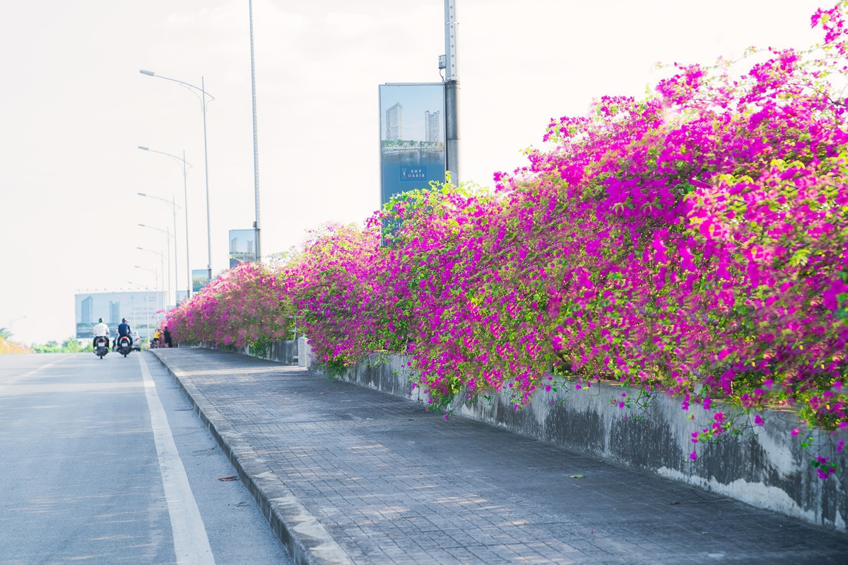 Để có những bức ảnh đẹp nhất với "background" hoa giấy tại khu đô thị Ecopark - Hưng Yên, bạn nên ghé thăm nơi đây vào những ngày nắng đẹp. Ảnh: VNTRIP