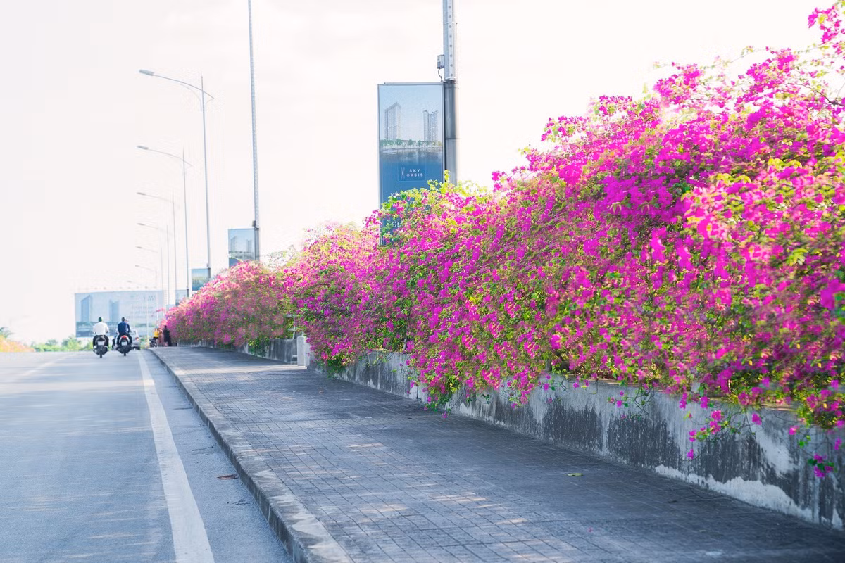 Để có những bức ảnh đẹp nhất với "background" hoa giấy tại khu đô thị Ecopark - Hưng Yên, bạn nên ghé thăm nơi đây vào những ngày nắng đẹp. Ảnh: VNTRIP