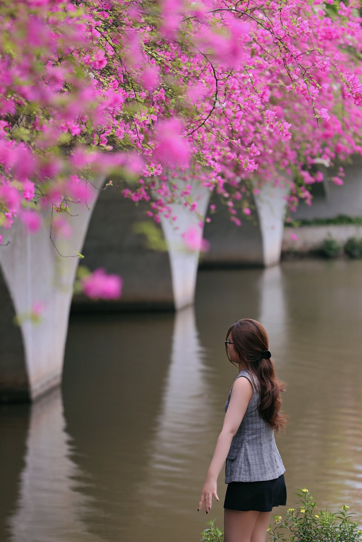 Toàn bộ lan can cầu, từ đầu này đến đầu kia, đều được phủ kín bởi những bông hoa giấy mềm mại, tạo nên một khung cảnh như bước ra từ câu chuyện cổ tích. Ảnh: Nguyễn Kim Anh Anh