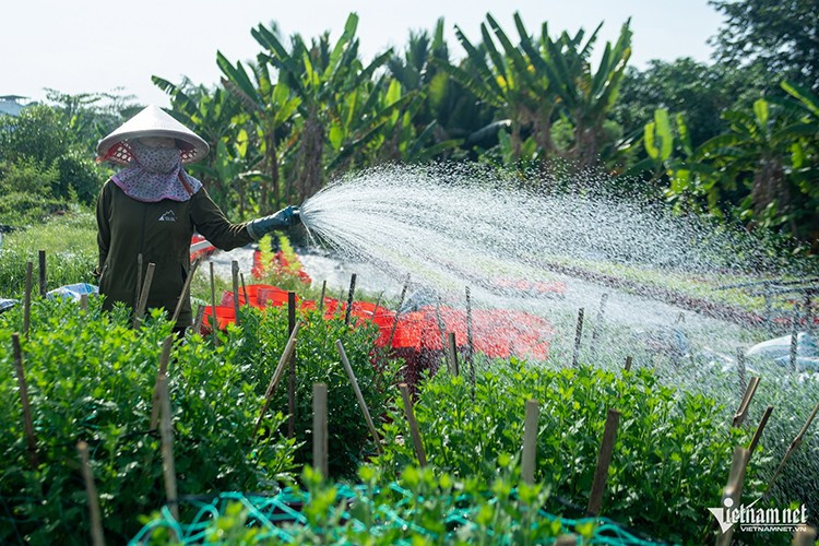 Chị Trịnh Thị Kim Lan mỗi ngày bắt đầu công việc từ 5h30 sáng đến khoảng 19h mới kết thúc. Công đoạn chăm sóc cây của nữ nông dân chủ yếu là tưới nước, bón phân, xịt thuốc và uốn dáng. “Phải canh đúng thời điểm, chăm từng chút một để đến Tết hoa nở đều, dáng đẹp và tươi tốt nhất”, chị chia sẻ.