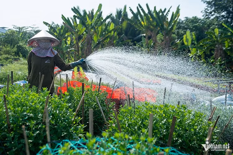 Chị Trịnh Thị Kim Lan mỗi ngày bắt đầu công việc từ 5h30 sáng đến khoảng 19h mới kết thúc. Công đoạn chăm sóc cây của nữ nông dân chủ yếu là tưới nước, bón phân, xịt thuốc và uốn dáng. “Phải canh đúng thời điểm, chăm từng chút một để đến Tết hoa nở đều, dáng đẹp và tươi tốt nhất”, chị chia sẻ.