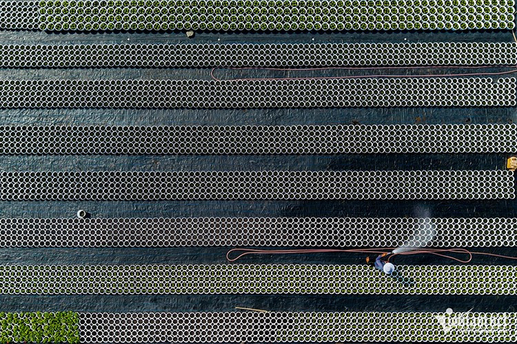 Năm nay, tình hình bão lũ diễn biến phức tạp khiến hoạt động trồng trọt gặp nhiều khó khăn. Dù vậy, các chủ vựa vẫn kỳ vọng lượng hoa dịp Tết sẽ được thị trường đón nhận, góp phần mang đến cho người dân một cái Tết ấm no, hạnh phúc trong bối cảnh kinh tế còn nhiều thách thức.