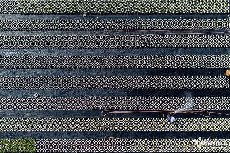 Năm nay, tình hình bão lũ diễn biến phức tạp khiến hoạt động trồng trọt gặp nhiều khó khăn. Dù vậy, các chủ vựa vẫn kỳ vọng lượng hoa dịp Tết sẽ được thị trường đón nhận, góp phần mang đến cho người dân một cái Tết ấm no, hạnh phúc trong bối cảnh kinh tế còn nhiều thách thức.