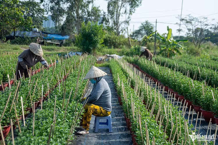 Làng hoa Thới An (phường Thới An, TP HCM) là địa điểm quen thuộc, thu hút đông đảo người dân và thương lái đến chọn mua hoa kiểng mỗi dịp Tết sắp đến. 14h, dưới cái nắng gay gắt, những người nông dân miệt mài chăm sóc, bón phân và định hình từng chậu cúc, nhằm giúp hoa phát triển đồng đều, đạt độ hoàn thiện cao khi đến kỳ nở rộ.