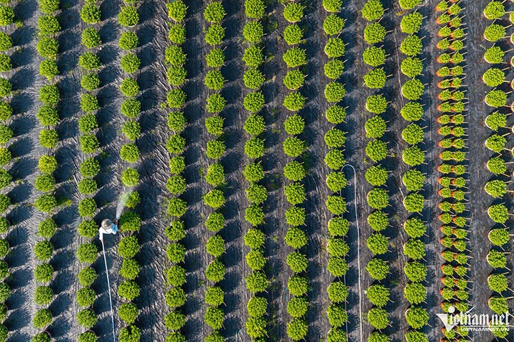 Hơn một tháng nữa sẽ đến Tết Nguyên đán Bính Ngọ 2026, những ngày này tại phường Thới An (TP HCM) người nông dân đang tất bật tưới tiêu, chăm sóc cây cảnh, chuẩn bị nguồn hoa kiểng phục vụ thị trường Tết.