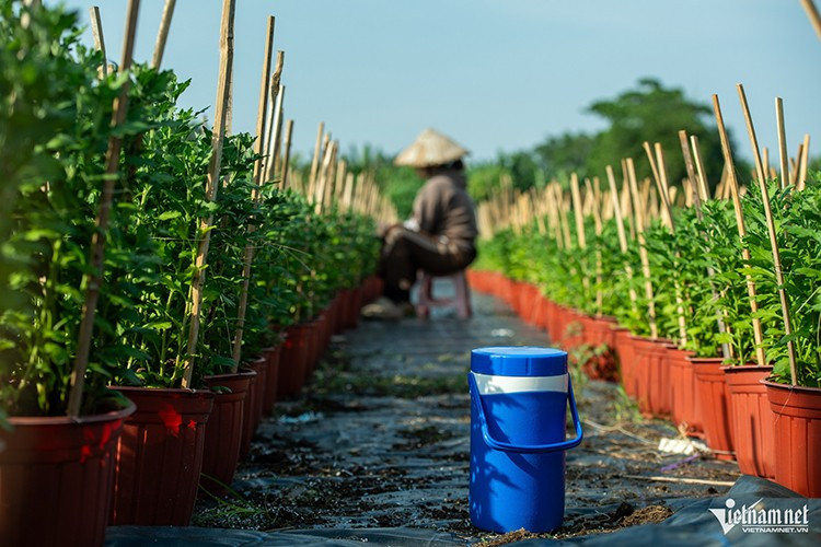 Với hơn 10 chủng loại cây khác nhau, trên diện tích khoảng 5.000m², khối lượng công việc tại vườn luôn diễn ra liên tục nhằm đảm bảo hoa đạt chất lượng tốt nhất phục vụ người dân chưng Tết. Làm việc vất vả dưới cái nắng gắt, không ít nông dân có lúc bị mất nước, say nắng, vì vậy họ luôn chuẩn bị sẵn nước đá để uống. Những ai mệt có thể tranh thủ nghỉ ngơi rồi tiếp tục công việc.