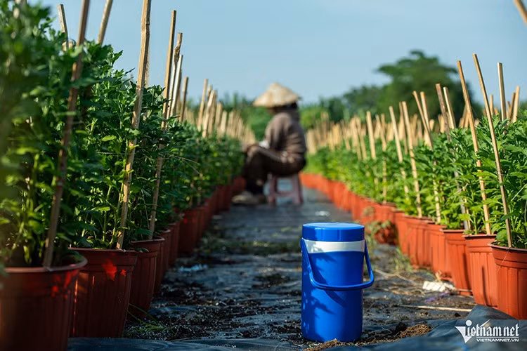 Với hơn 10 chủng loại cây khác nhau, trên diện tích khoảng 5.000m², khối lượng công việc tại vườn luôn diễn ra liên tục nhằm đảm bảo hoa đạt chất lượng tốt nhất phục vụ người dân chưng Tết. Làm việc vất vả dưới cái nắng gắt, không ít nông dân có lúc bị mất nước, say nắng, vì vậy họ luôn chuẩn bị sẵn nước đá để uống. Những ai mệt có thể tranh thủ nghỉ ngơi rồi tiếp tục công việc.