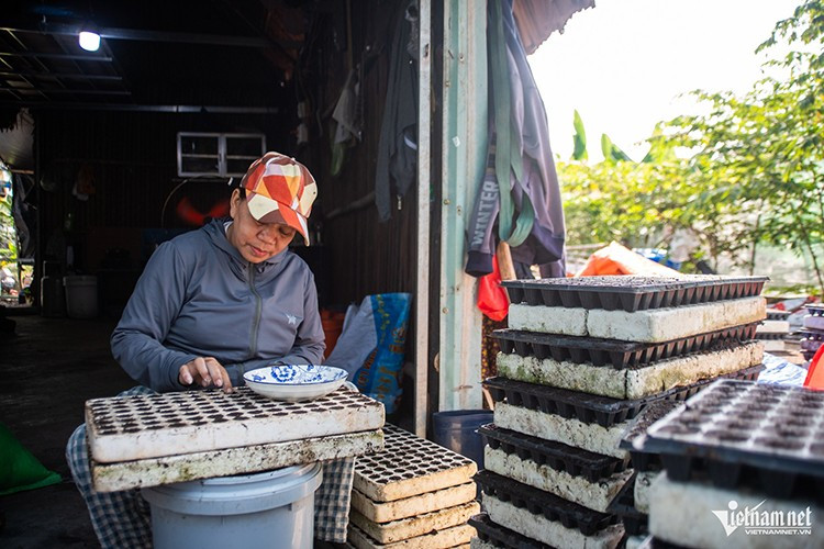 Chị Nga Vũ đang ghim hạt giống hoa diêm cúc vào vỉ ươm. Nếu cây phát triển tốt, hoa sẽ được bán theo cặp. Mỗi chậu trồng 3 cây, giá khoảng 55.000 đồng/chậu. Nhờ có lượng khách quen từ nhiều năm nay, chị Nga không quá lo lắng trước khả năng thị trường trầm lắng. Thậm chí, dù kinh tế được dự báo còn khó khăn, một số khách đã đặt mua số lượng nhiều hơn so với mọi năm.