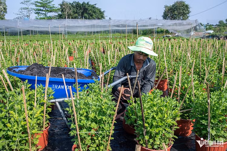 Năm nay, thời tiết nắng mưa thất thường khiến nhiều cây bị chết bộ rễ, buộc người trồng phải tăng chi phí thuốc và phân bón để cứu vãn. Tổng chi phí chăm sóc và khắc phục vì thế gần như tăng gấp đôi so với mọi năm.