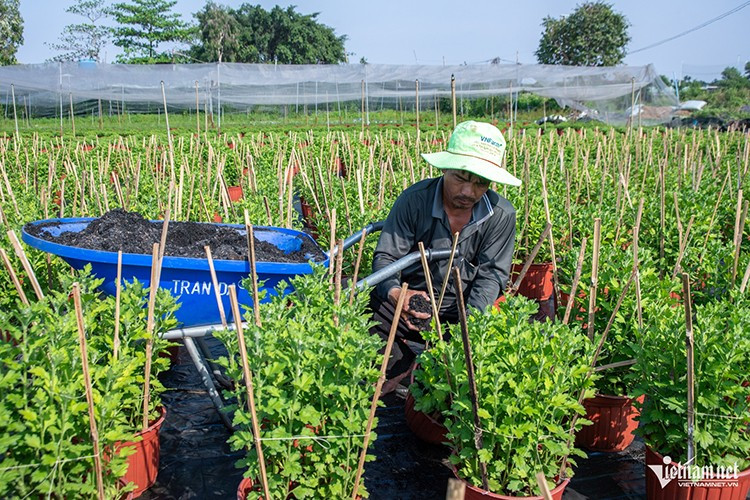 Năm nay, thời tiết nắng mưa thất thường khiến nhiều cây bị chết bộ rễ, buộc người trồng phải tăng chi phí thuốc và phân bón để cứu vãn. Tổng chi phí chăm sóc và khắc phục vì thế gần như tăng gấp đôi so với mọi năm.