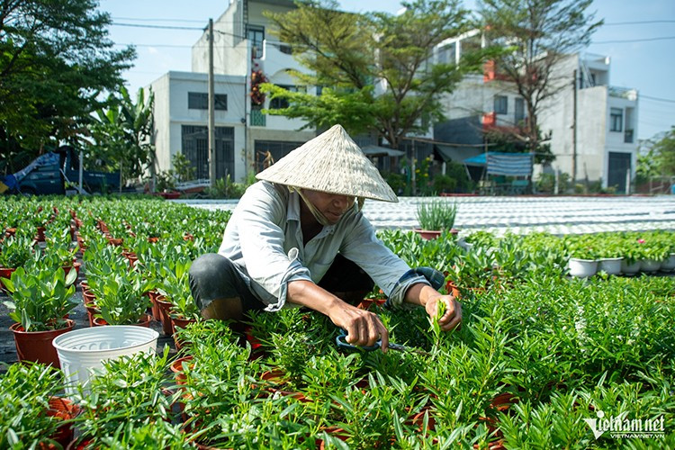 Gắn bó với nghề hơn 10 năm, anh Bo Hoá đã rất thành thạo các công đoạn chăm sóc hoa. Hôm nay anh tiến hành cắt tỉa lần đầu để kích thích cây ra nhiều nhánh. Khoảng một tuần sau anh sẽ cắt thêm lần nữa, giúp hoa nở nhiều và tươi tắn hơn khi Tết đến.